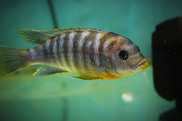 Closeup African Cichlid Fish — Stock fotografie