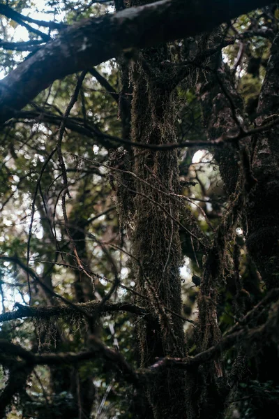 Tiro Vertical Uma Árvore Musgosa Floresta Outono — Fotografia de Stock