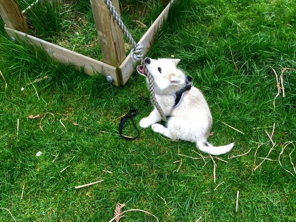 Lindo Cachorro Siberiano Occidental Laika Mordiendo Una Cuerda Mientras Juega — Foto de Stock