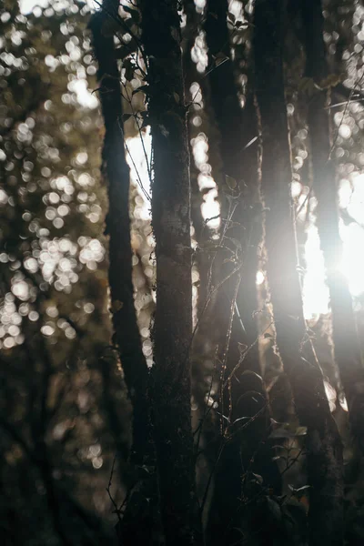 Tiro Vertical Árvores Floresta Contra Fundo Luz Solar — Fotografia de Stock