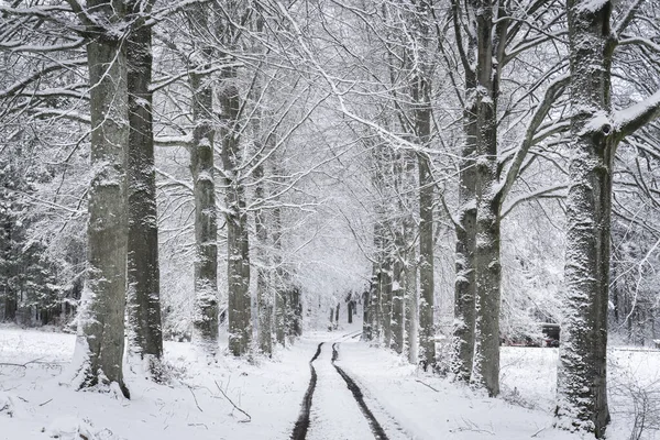 Una Vista Escalofriante Camino Cubierto Nieve Bosque — Foto de Stock