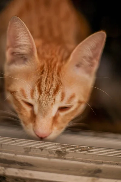 Şirin Sevimli Kahverengi Bir Kedi Etrafı Kokluyor — Stok fotoğraf