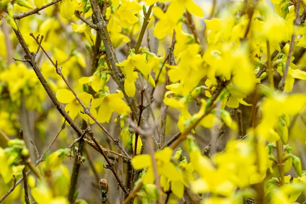 Tiro Seletivo Foco Das Flores Amarelas Forsythia Que Crescem Jardim — Fotografia de Stock