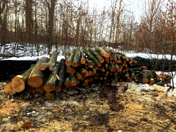 Une Grande Pile Bois Sur Sol Dans Campagne Hivernale — Photo