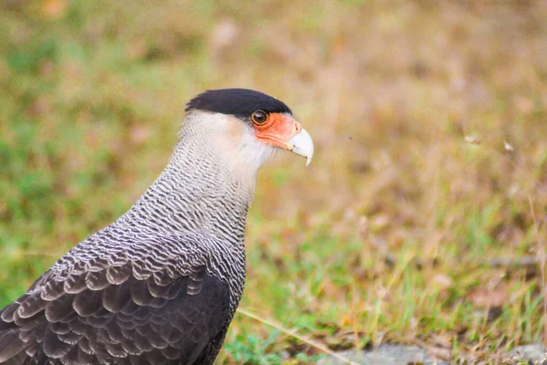 Een Dichtbij Shot Van Een Kuifvormige Caracara Vogel — Stockfoto
