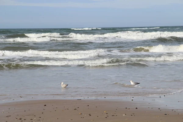 Ein Schöner Blick Auf Möwen Strand Dänemark — Stockfoto