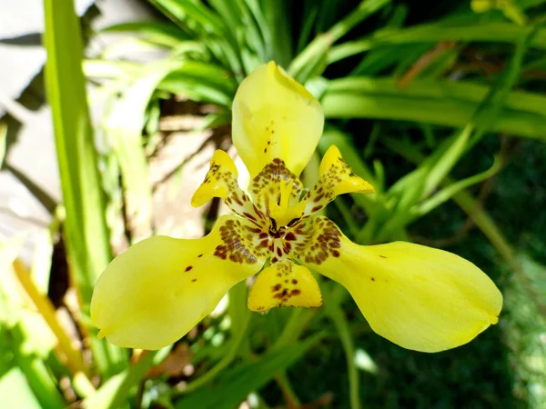 Selective Focus Shot Beautiful Yellow Walking Iris — Stock Photo, Image