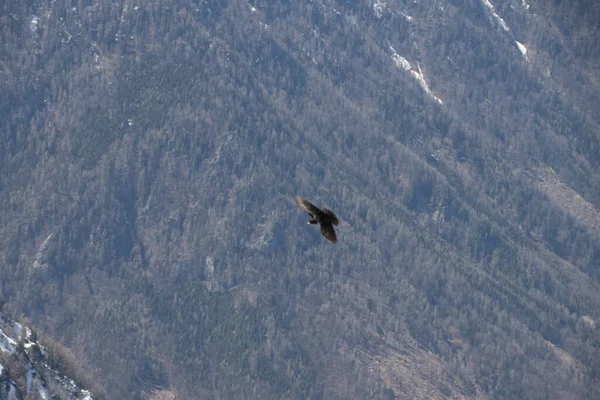 Bruissement Alpin Survolant Des Montagnes Enneigées — Photo