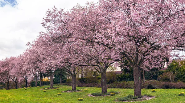 Güneşin Altında Çiçek Açan Sakura Çalılarla Kaplı Bir Bahçe Manzarası — Stok fotoğraf