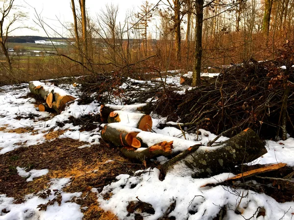 Holzstämme Auf Dem Boden Der Winterlandschaft Schneiden — Stockfoto