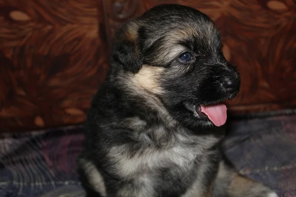 Filhote Cachorro Bonito Montanha Estrela — Fotografia de Stock