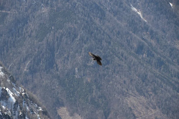 Alpejski Chough Przelatujący Nad Pokrytymi Śniegiem Górami — Zdjęcie stockowe