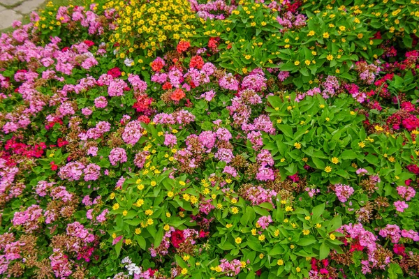 Een Hoge Hoek Van Een Bloemenveld Met Kleurrijke Bloemen Perfect — Stockfoto