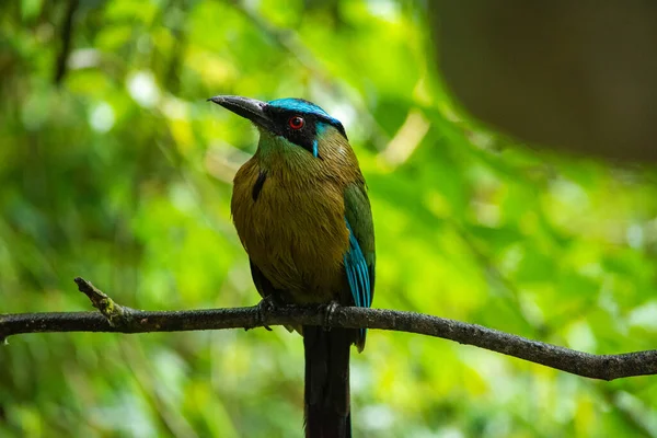 Eine Selektive Fokusaufnahme Eines Wunderschönen Blaugekrönten Motmot Vogels Der Auf — Stockfoto