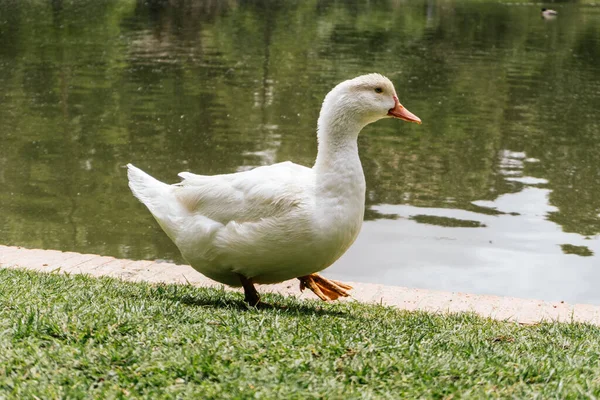 Gros Plan Canard Près Étang Dans Zoo — Photo