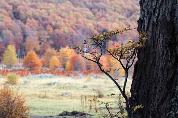 Uma Bela Vista Uma Paisagem Com Árvores Coloridas Outono — Fotografia de Stock