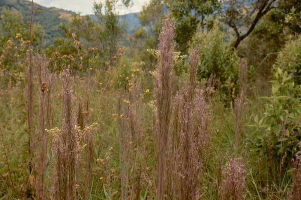 Tiro Close Belas Flores Campo Fundo Paisagem — Fotografia de Stock