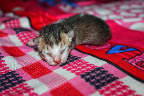 Ένα Κοντινό Πλάνο Από Ένα Μικρό Κοιμισμένο Γατάκι Μια Κουβέρτα — Φωτογραφία Αρχείου