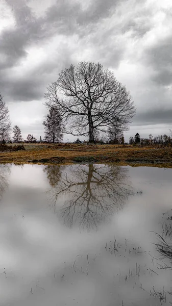 Disparo Vertical Campo Cubierto Hierba Árboles Desnudos Reflejándose Agua Bajo —  Fotos de Stock