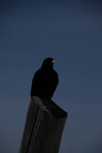 Egy Függőleges Lövés Egy Alpesi Chough — Stock Fotó