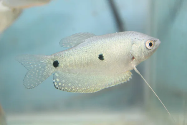 지점인 구사미 Trihopodus Trichopterus 물고기 — 스톡 사진