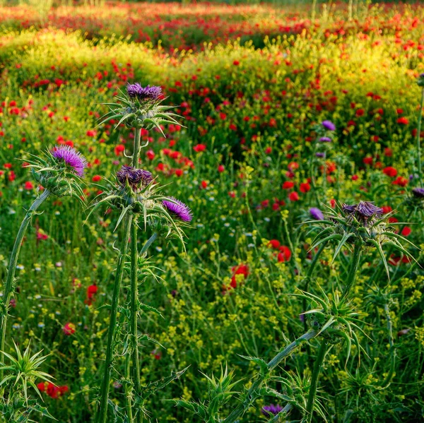昼間は野生の色とりどりの花々が咲く草原 — ストック写真