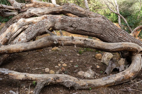 Ormanın Ortasında Devrilmiş Yaşlı Bir Ağaç — Stok fotoğraf