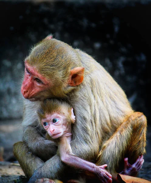 Macaque Rhésus Macaca Mulatta Serrant Son Bébé Dans Ses Bras — Photo