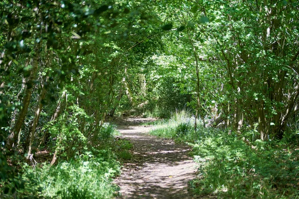 Belo Tiro Parque Com Vegetação Verde Densa — Fotografia de Stock