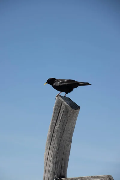 Pionowy Ujęcie Alpejski Chough — Zdjęcie stockowe