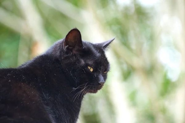 Sekély Fókusz Egy Fekete Macska Elmosódott Háttér — Stock Fotó