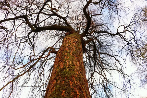 Aufnahme Eines Alten Großen Baumes Mit Trockenen Ästen Bei Tageslicht — Stockfoto