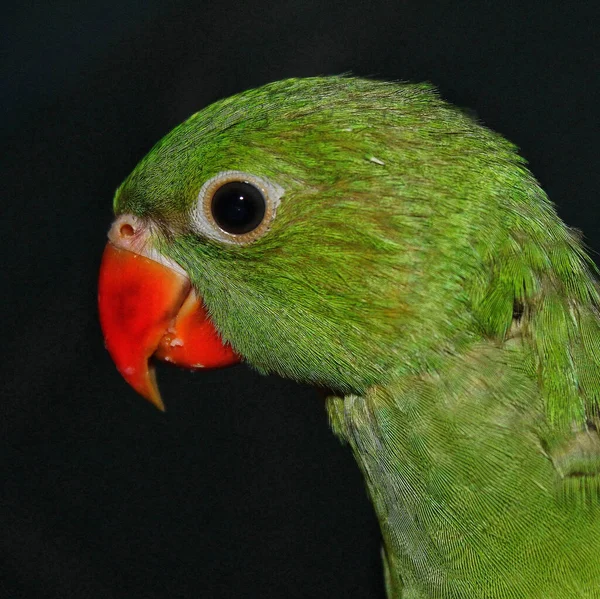 在黑色背景下的Alexandrine Parkeet Psittacula Eupatria 雌性鹦鹉侧貌 — 图库照片