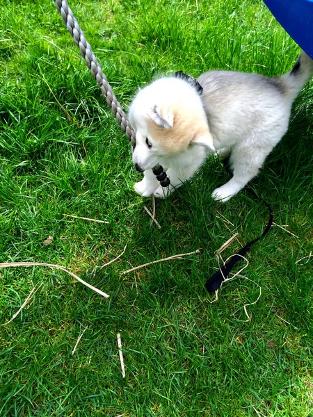 Une Laika Sibérie Occidentale Peluche Jouant Dans Cour — Photo