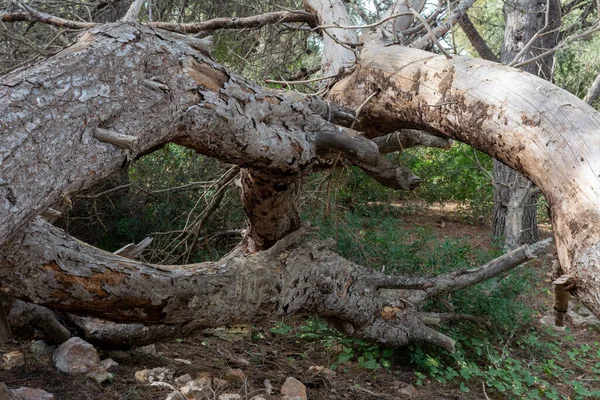 Ein Alter Umgestürzter Baum Mitten Wald — Stockfoto