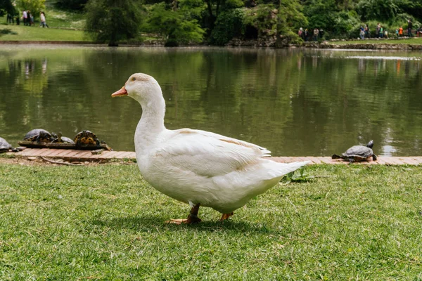 Nahaufnahme Einer Ente Der Nähe Eines Teiches Zoo — Stockfoto