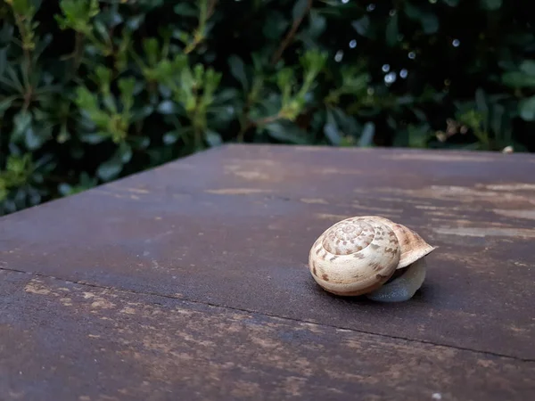 Foco Raso Caracol Uma Superfície Madeira Livre — Fotografia de Stock