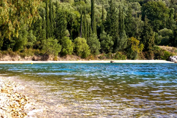 Green Deciduous Trees Shrubs Riverbank — Stock Photo, Image