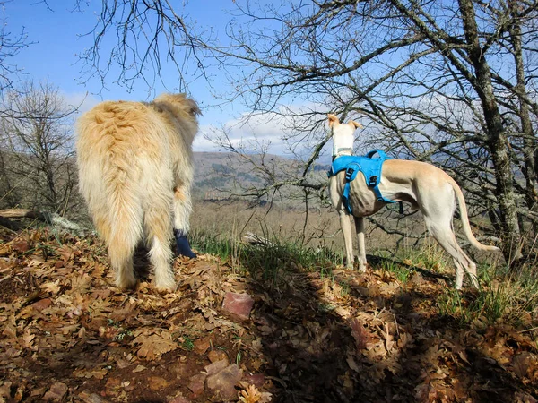 Крупный План Домашних Собак Поле Покрытом Сушеными Листьями Солнечным Светом — стоковое фото