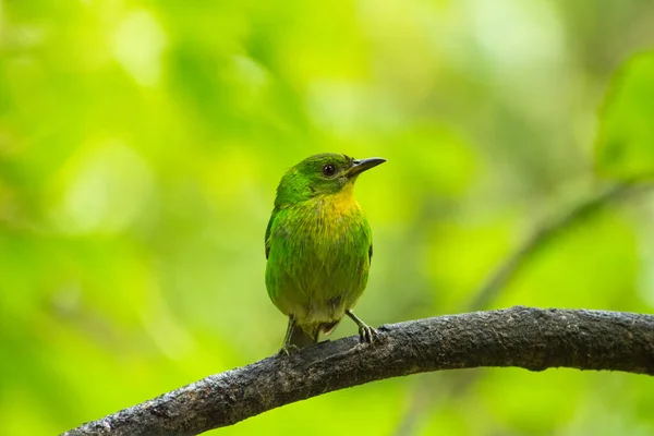 Een Selectieve Focusshot Van Een Groene Honingkruiper Een Tak — Stockfoto