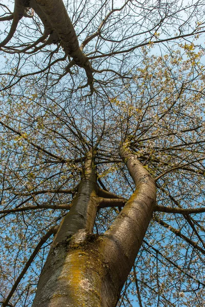 Plano Vertical Bajo Ángulo Árboles Altos Con Cielo Claro Visto — Foto de Stock