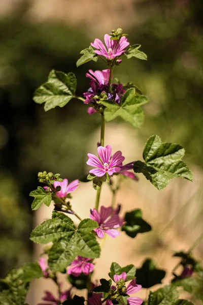 Flores Roxas Dos Queijos Cultivados Jardim — Fotografia de Stock