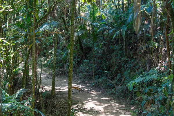 Stezka Lese Obklopená Keři Úzkými Mechovými Kmeny — Stock fotografie