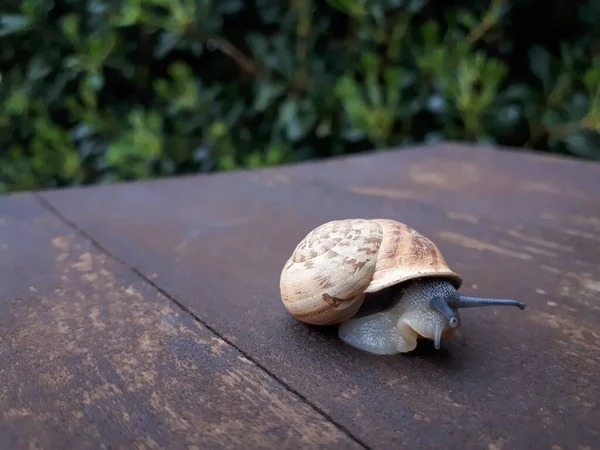 Foco Raso Caracol Uma Superfície Madeira Livre — Fotografia de Stock