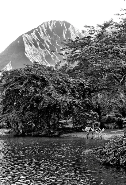 Plano Vertical Lago Tranquilo Rodeado Árboles Una Montaña Fondo —  Fotos de Stock