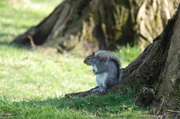 Squirrel Standing Root Tree Sunny Forest — Stock Photo, Image