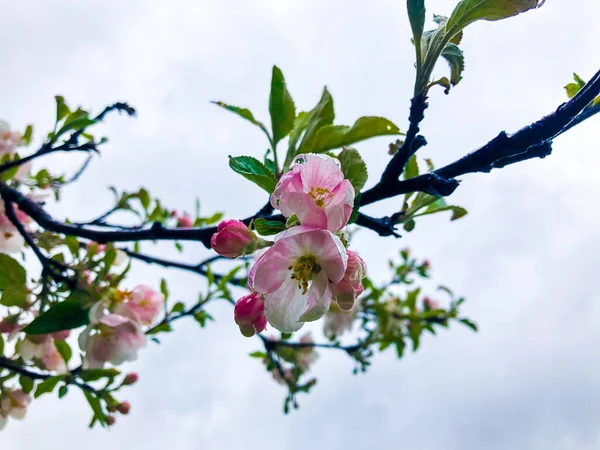 Detailní Záběr Růžové Kvetoucí Větve Stromu — Stock fotografie