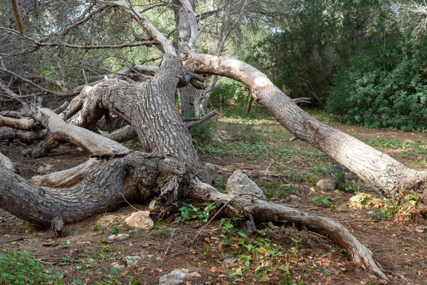 Uma Velha Árvore Caída Meio Floresta — Fotografia de Stock