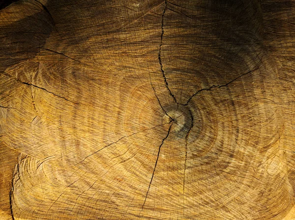 Ένα Κοντινό Πλάνο Ενός Κορμού Δέντρου Κάτω Από Φως Του — Φωτογραφία Αρχείου
