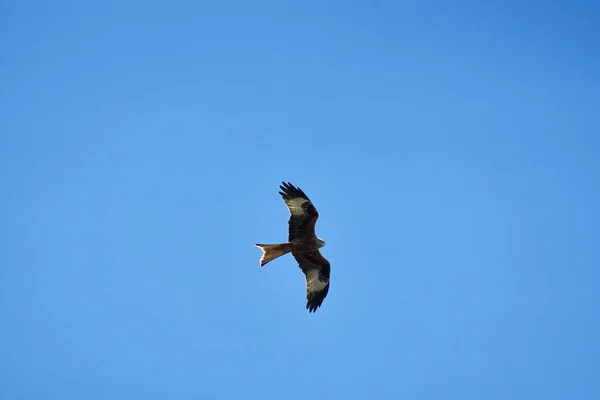 Low Angle Red Kite Bird Flying Background Clear Blue Sky — 스톡 사진